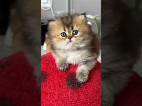 Нет на планете более совершенного существо,как Кошка. #котики #cat #веселыекоты #кошки #видосыоткота