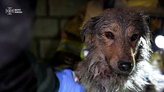 Ucrania: Los Bomberos luchan contra el fuego y rescatan a un perro entre las ruinas de Kiev