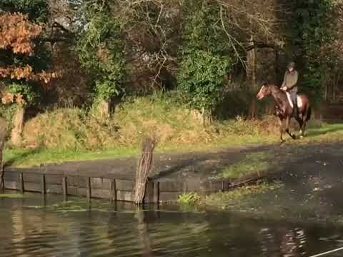 Gorsebridge- number 110.  Smart 6 year old gelding - Image 2