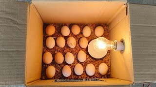 How to make incubator at home and hatch chicken eggs.