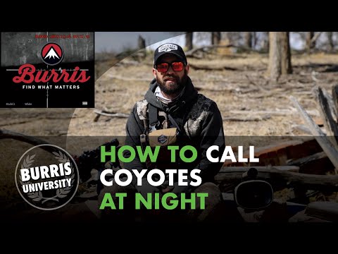 How to Call Coyotes at Night