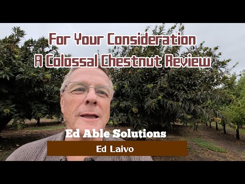 Chestnuts Are A Beautiful Tree, Here's A Quick Look At One Of The Most Popular Varieties, Colossal.