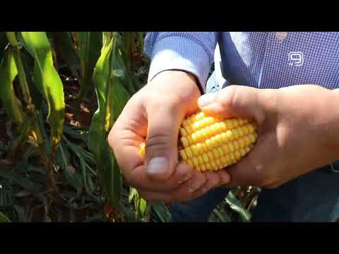 TV KANAL 9, NOVI SAD: PAD CENA ŽITARICA I SOJE NA BERZI