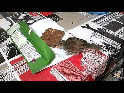 Как мы приручили воробья