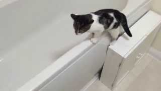Kitten loves bath water