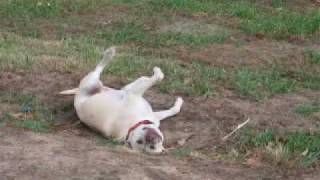 John Prine&#39;s Some Humans Ain&#39;t Human