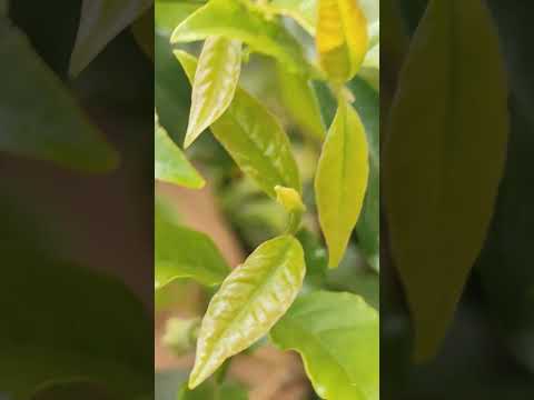 Muda de Cambuci Florindo, teremos a famosa fruta no formato de disco voador #cambuci #mataatlântica