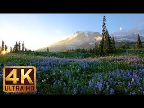 The Best Documentary Ever - 4K Relaxation 3 hour Loop Video Wild Flowers of Mount Rainier with Natur