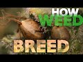 HOW TO BREED - Complete Guide to Making Feminized Cannabis Weed & Selfie Seeds - Pollination 101