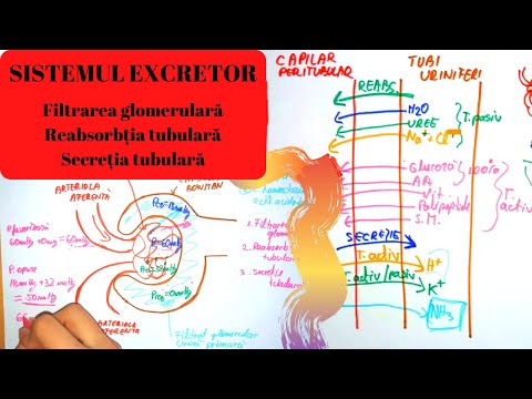 MEDICINE ADMISSION: EXCRETOR SYSTEM 2: Glomerular Filtration, Reabsorption and Tubular Secretion