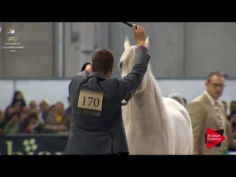 N.170 WORTEX KALLISTE - Verona 2017 - 3 Years Old Colts (Class 6)