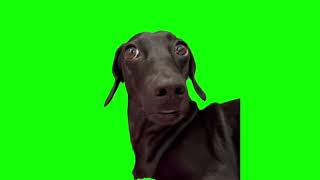 dog green screen