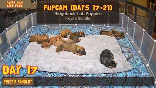 Video preview image #4 Labrador Retriever-Rhodesian Ridgeback Mix Puppy For Sale in FRESNO, CA, USA