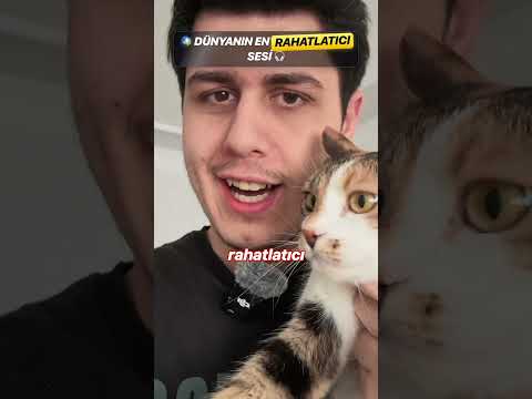 Sadece dinleyin ve kedinin şirinliğine bakın 😍🐾