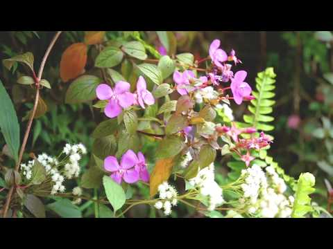 373 Huia Road, Titirangi