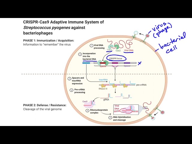 Understanding CRISPR Cas9: The Bacterial Immune System and Its ...