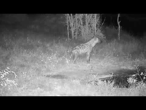 Djuma: Lone Hyena looking around - 05:46 - 05/26/20
