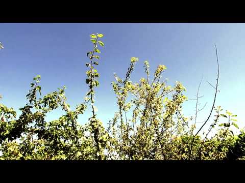 Jardim de Belas Flores Reynaldo Cavalante