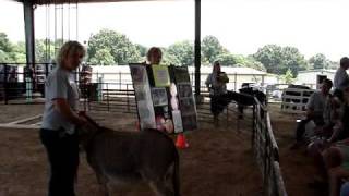 preview picture of video 'Miniaure Donkey Day Expo '09'
