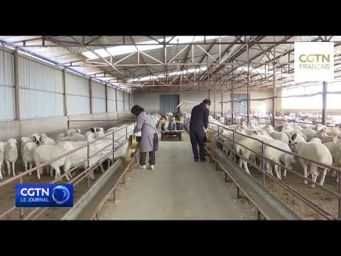 , title : 'L'élevage de moutons augmente les revenus des villageois dans le Shanxi'