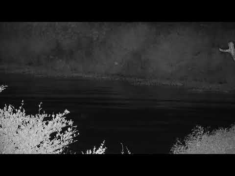 Djuma: Two Hippos with interactions-Pt:2 - 04:40 - 01/23/21