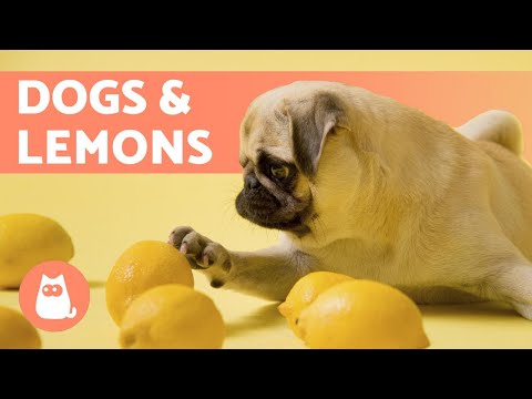Can I Give LEMON to My DOG? 🐶🍋 Find out!