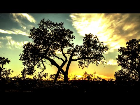 The Four Owls - Old Earth (OFFICIAL VIDEO)