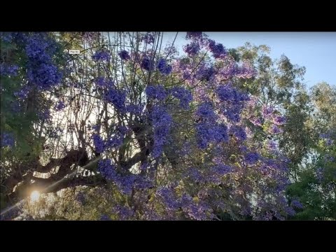 Aimee Nolte - Skylark [Official Music Video]