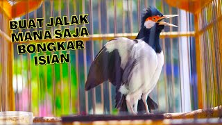 Download lagu Jalak Suren Gacor Full Isian Mewah Ini Bagus Untuk Masteran Jalak Muda Agar Punya Masa Depan Cerah mp3 Download lagu Jalak Suren Gacor Full Isian Mewah Ini Bagus Untuk Masteran Jalak Muda Agar Punya Masa Depan Cerah mp3
