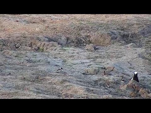 Djuma: Blacksmith Lapwing parents and three new chicks - 17:20 - 10/04/19