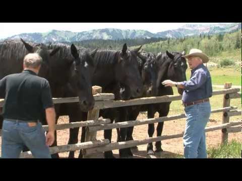 RFD TV Gentle Giants' features Jackson Fork Ranch