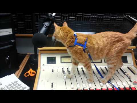 Whiskas from Cedar Valley Humane Society at KDAT