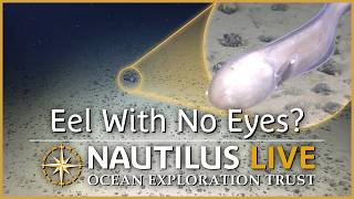 The Eel With No Eyes on the Abyssal Plain | Nautilus Live