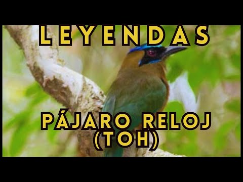 download lagu mp3 mp4 Pajaro Reloj, download lagu Pajaro Reloj gratis, unduh video klip Pajaro Reloj