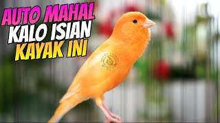 Download lagu MASTERAN KENARI ISIAN MEWAH BIKIN MAHAL - SUARA KENARI GACOR ISIAN PRENJAK CIBLEK mp3