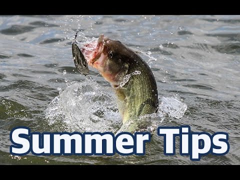 How to catch bass in the summer - In-depth fishing advice and lure choices