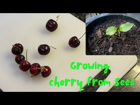 Growing cherry trees from seeds without stratification. (Mixed results)