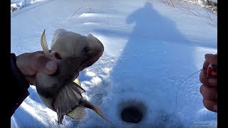 Ловля окуня зимой. окунь на балансир