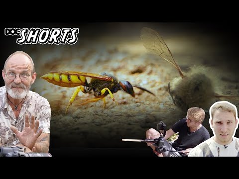 DOC SHORTS | Folge 49  - Der Bienenwolf: Philanthus triangulum