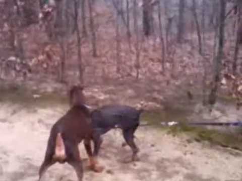 Joker & Ivy Promo Video