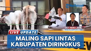 Komplotan Pencuri Sapi Diringkus Polres Pringsewu Lampung, 1 Pelaku Ditembak di Kaki