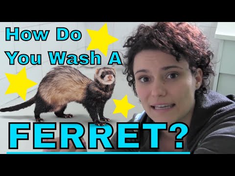 It Stinks Being A Ferret | Georgia Public Broadcasting
