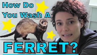 preview picture of video 'How do you wash a ferret? - www.Ferret-World.com'