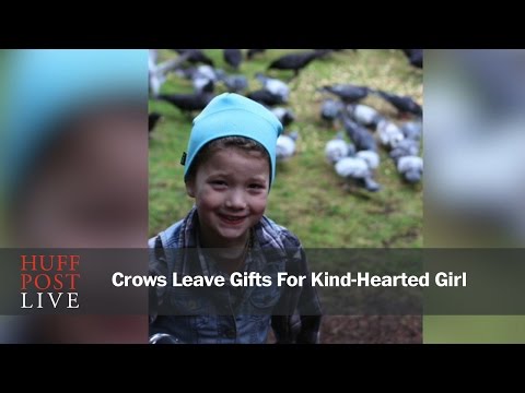 Crows Leave Gifts For Kind-Hearted Girl