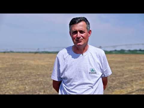 POSTRNA setva KUKURUZA PIONEER P9757, koji je namenjen za SILAZU