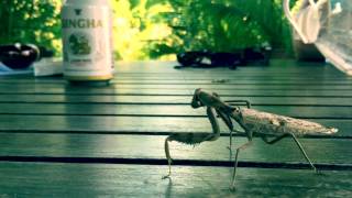 Hangover of the mantis unde the music of the Offspring - OC guns