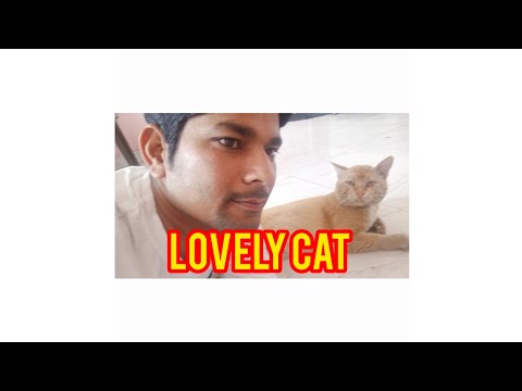 lovely cat #viral #viral #video #status