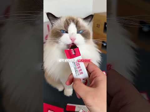 When do the barbs on a cat’s tongue come into play