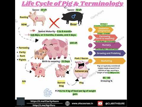 Terminologies related to Animal Husbandry | Pig farming & Life Cycle | Piggery #afo #nabardexam