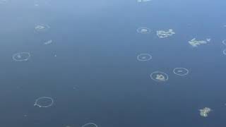 preview picture of video 'Loktak lake hidden lake monster'